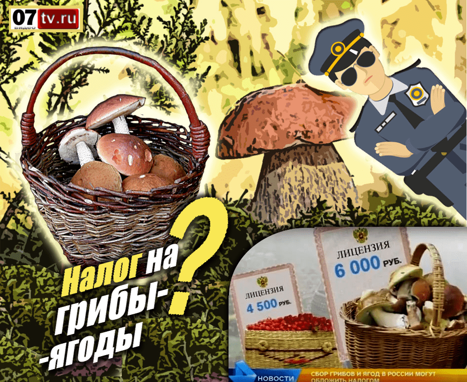 Закон о дикоросах в 2020 году