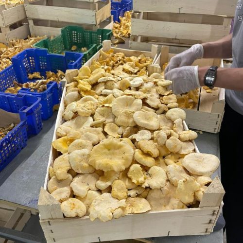 Лисички Лисички